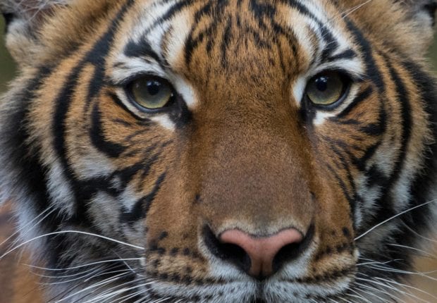 Coronavirus : un tigre testé positif au Covid-19 à New York
