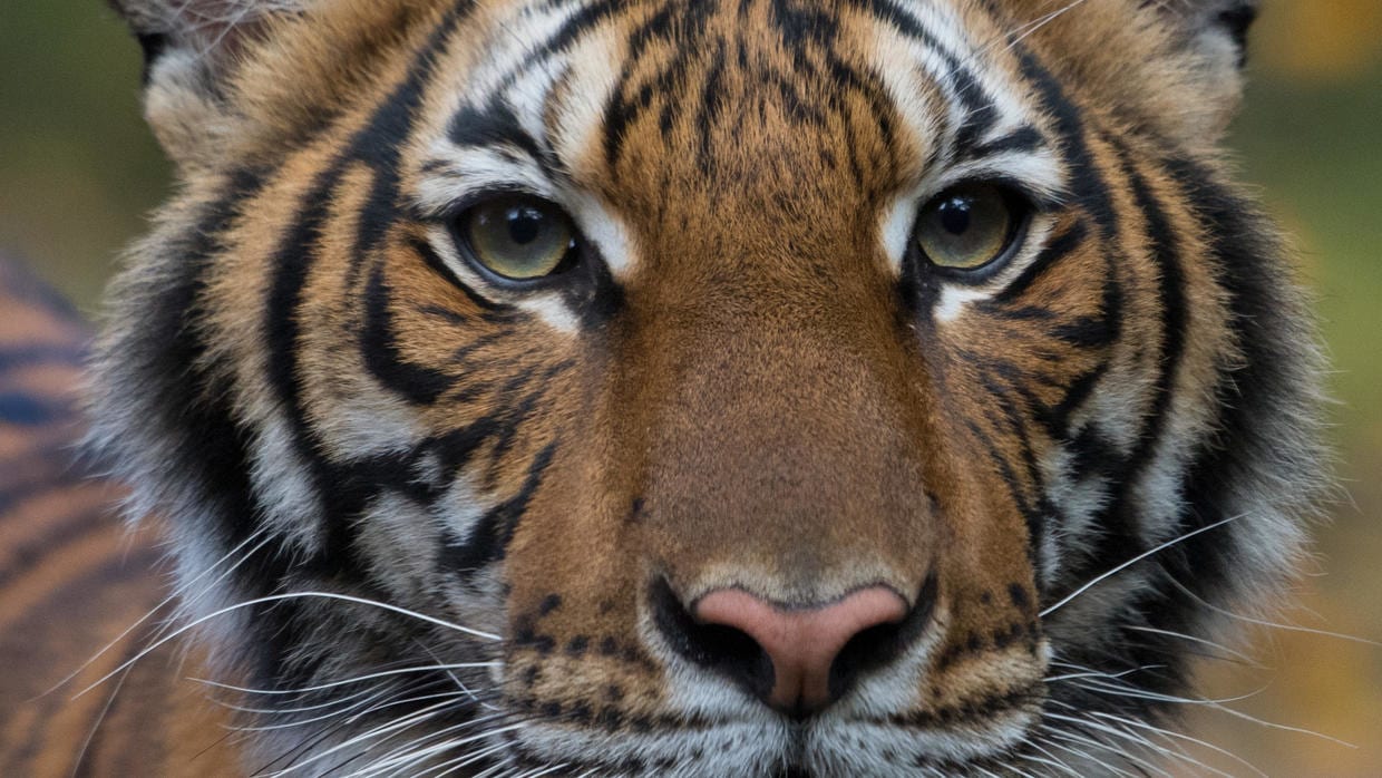 Coronavirus : un tigre testé positif au Covid-19 à New York