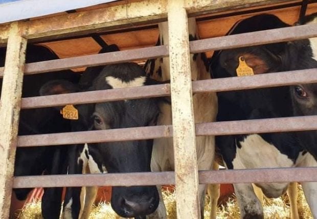 Des vaches importées de France placées en quarantaine à Annaba