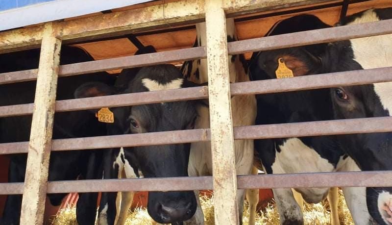 Des vaches importées de France placées en quarantaine à Annaba