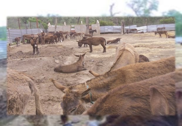 Le cruel destin des ânes dans le parc animalier de Braptia à El Kala