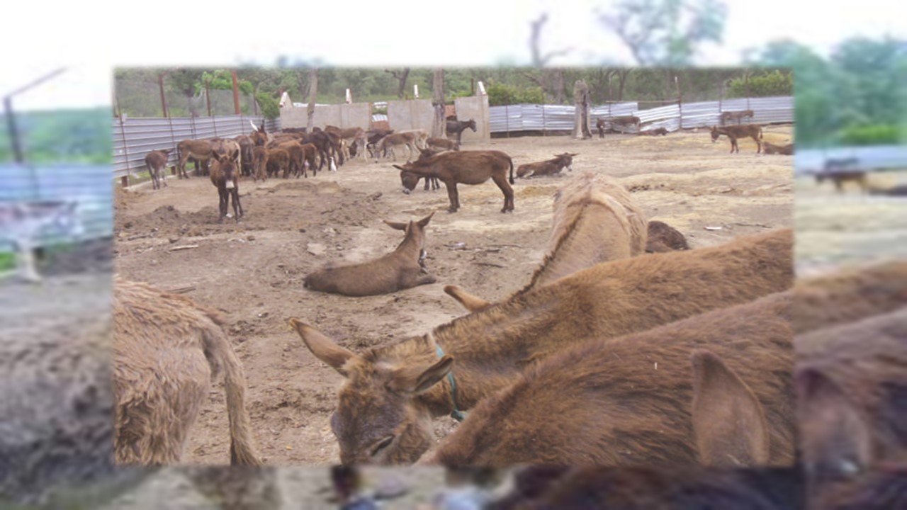 Le cruel destin des ânes dans le parc animalier de Braptia à El Kala