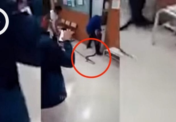 Un serpent découvert dans une polyclinique à Constantine (Vidéo)