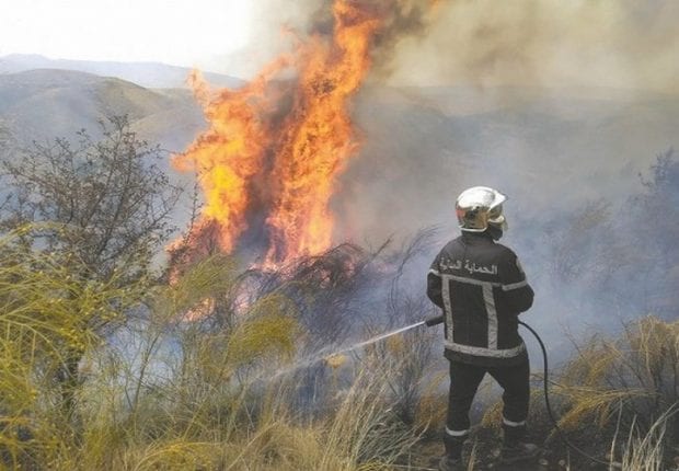 Feux de forêts : Plus de 381 hectares dévastés en 20 jours en Algérie