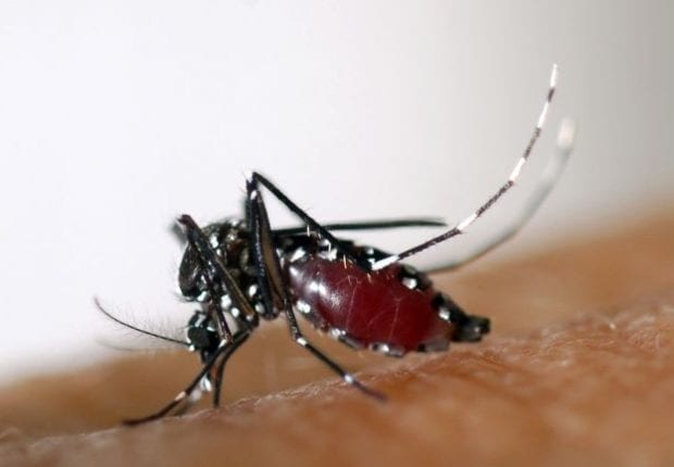 Les moustiques-tigres envahissent 24 communes à Alger