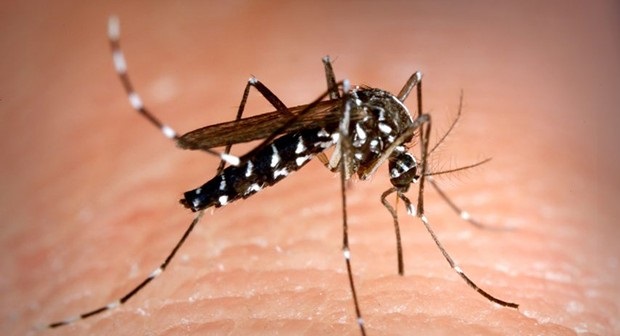 Découverte d’un spécimen de moustique-tigre en Algérie