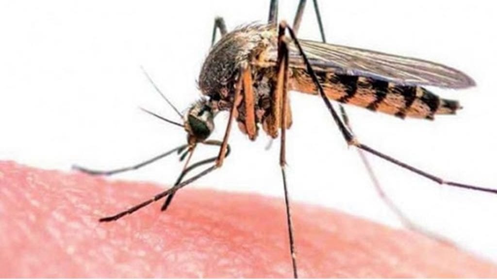 Moustique tigre : le ministère de la santé rassure