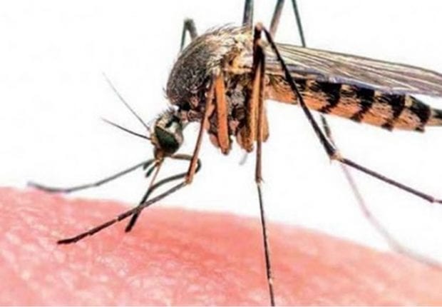 Moustique tigre : le ministère de la santé rassure