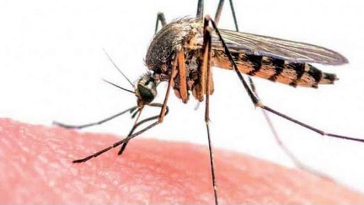 Moustique tigre : le ministère de la santé rassure