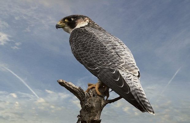 Plusieurs espèces d’oiseaux menacées d’extinction en Algérie