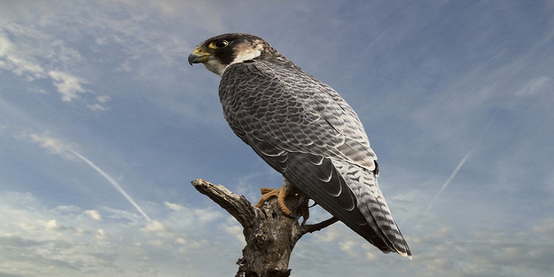 Plusieurs espèces d’oiseaux menacées d’extinction en Algérie