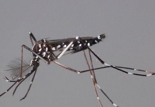 Invasion des moustiques-tigres : Nos conseils pour se protéger