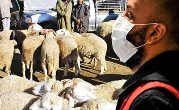 Aid El Adha 2020 : La commission de la Fetwa se réunit avec Dr Fourar