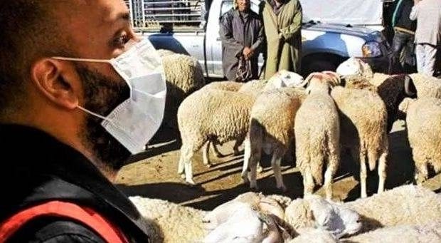 Aïd el Adha : Des spécialistes, dont le Pr Belhocine, lancent un appel aux citoyens