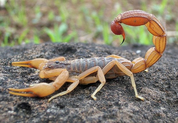 El Bayadh : Un jeune succombe à la piqûre d&rsquo;un scorpion