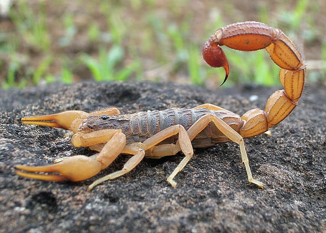 El Bayadh : Un jeune succombe à la piqûre d’un scorpion