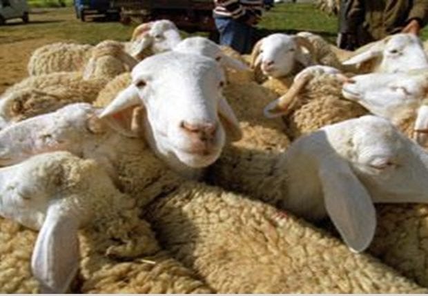 Aïd El Adha 2020 : le président de la commission de la fetwa s’exprime