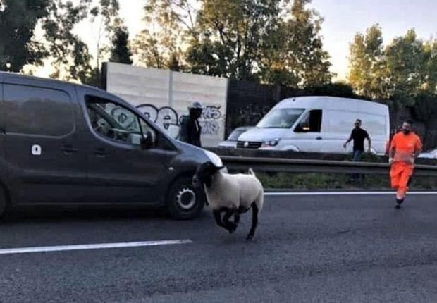 Aïd El Adha en France : Un mouton tente de fuir son propriétaire
