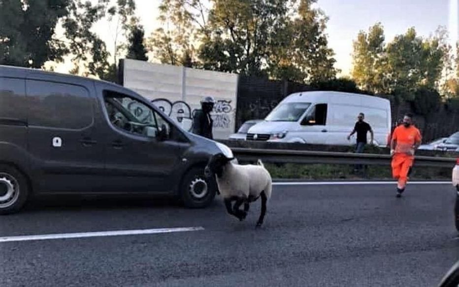Aïd El Adha en France : Un mouton tente de fuir son propriétaire