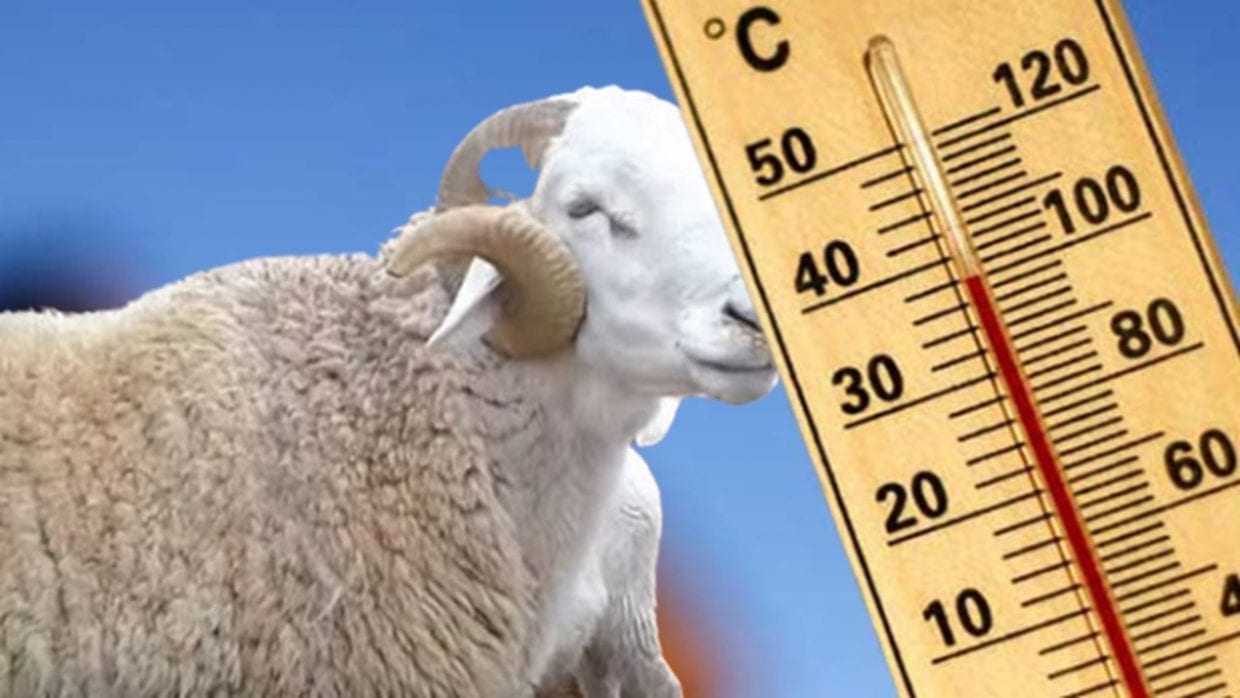 Météo : Forte vague de chaleur pour les deux jours de l’Aïd