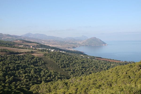 Un animal rare fait son retour à Tipaza après une disparition de plusieurs décennies