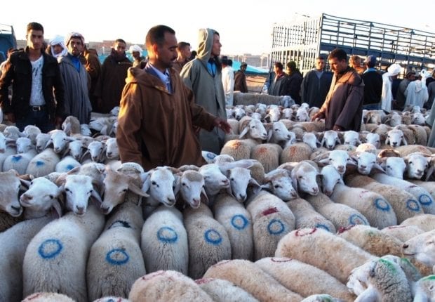 Médéa : Fermeture de tous les marchés aux bestiaux
