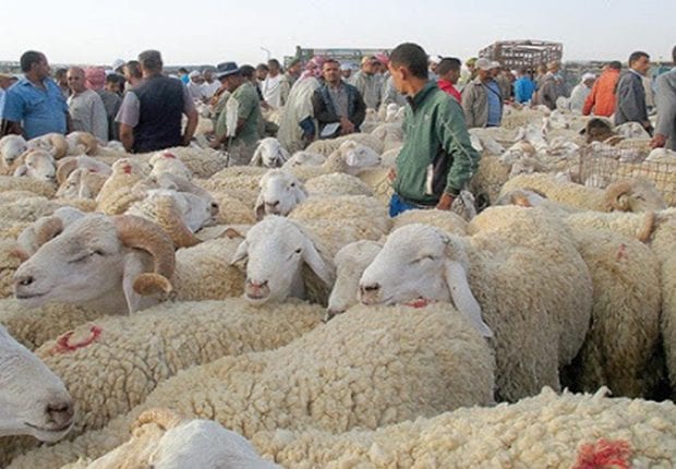 Coronavirus Guelma : la wilaya décide de fermer les marchés aux bestiaux  