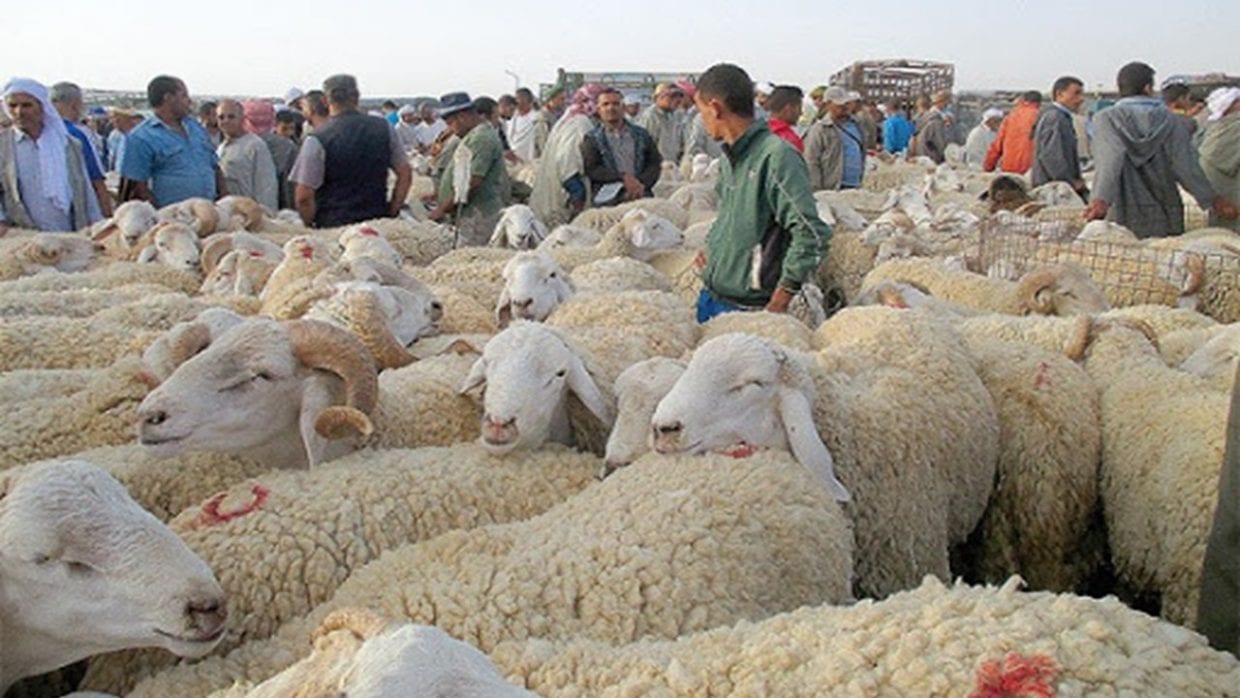 Coronavirus Guelma : la wilaya décide de fermer les marchés aux bestiaux  