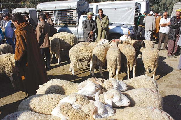 Coronavirus Alger : 3 communes interdisent la vente des moutons