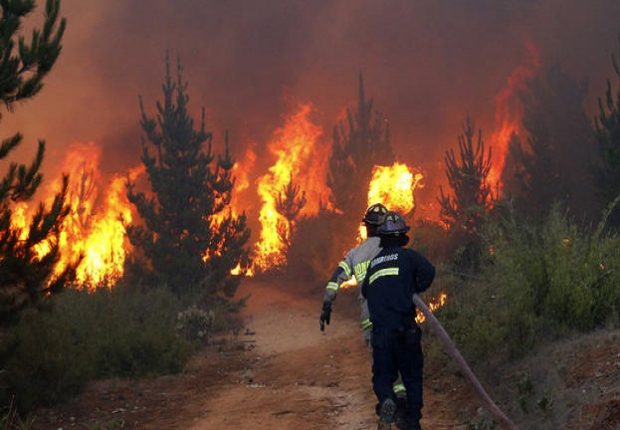 Tissemsilt : Plusieurs hectares détruits par les flammes