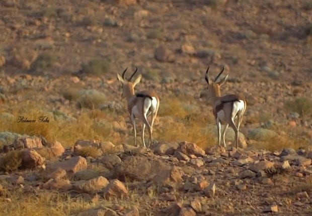 Béchar : La réapparition d&rsquo;un animal enchante la commune d&rsquo;Abadla