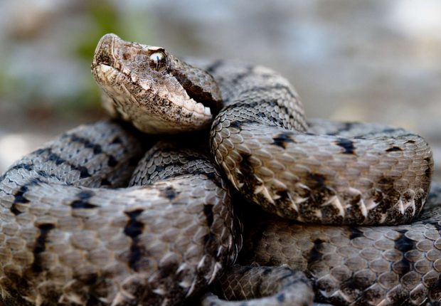 Oran : La « vipère d&rsquo;Arzew » de retour à la forêt de Djebel Kahr