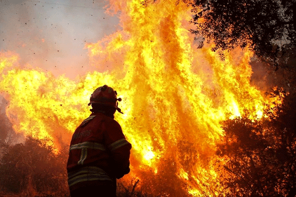 Tipaza : Plusieurs départs de feu ravagent de nombreuses localités de la wilaya
