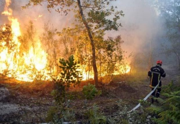 Feux de forêts : Plus de 600 hectares de forêts ravagés en 24 heures