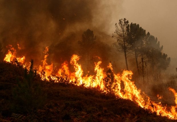 Tizi Ouzou : Les flammes continuent de ravager les forêts de la région