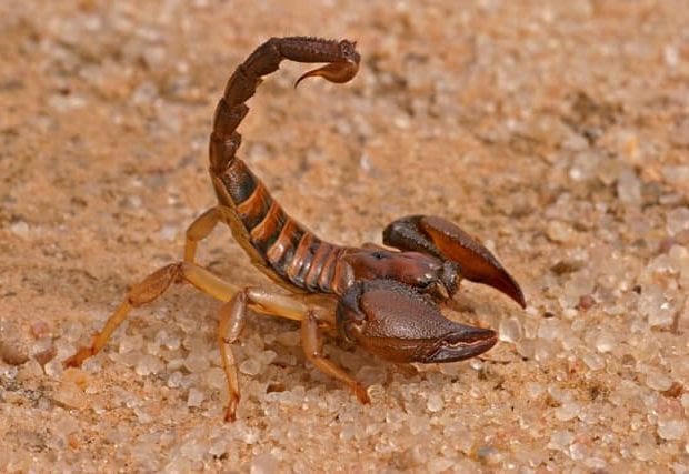 El Bayadh : Un enfant meurt suite à une piqûre de scorpion 