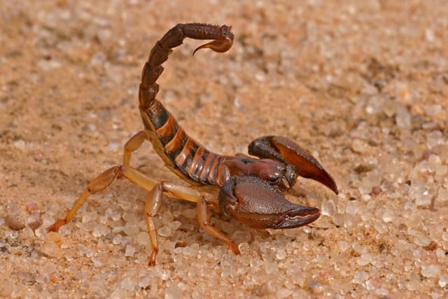 El Bayadh : Un enfant meurt suite à une piqûre de scorpion 