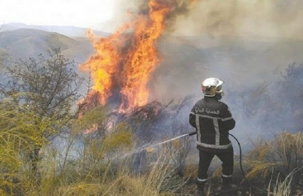 Alger : Une dizaine d&rsquo;hectares de forêts ravagés par les flammes à Bouzareah