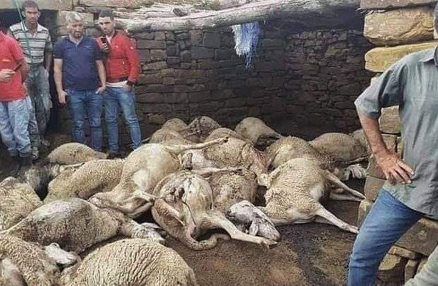 M’sila : Des inconnus égorgent une cinquantaine de têtes de bétail