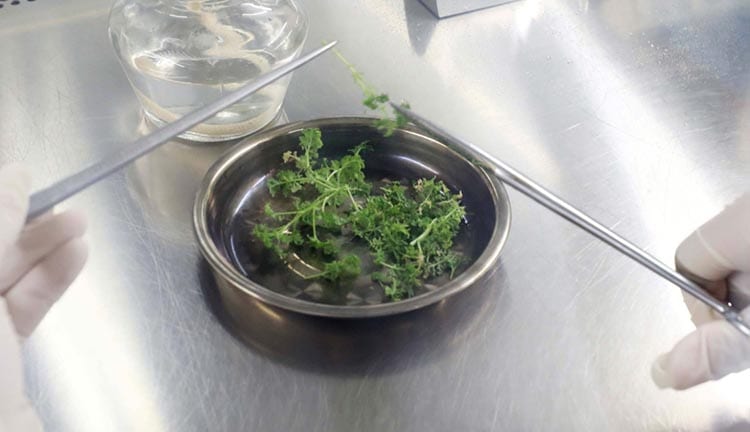 Coronavirus : L’OMS encourage la médecine naturelle contre le virus en Afrique