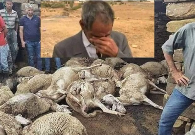 Affaire du troupeau de bétail égorgé à M&rsquo;sila: les coupables condamnés