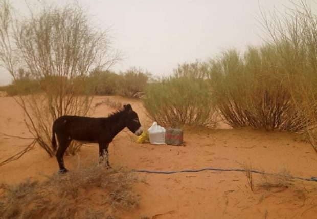 Naâma : Saisie d’une importante quantité de drogue chargée à dos d’âne