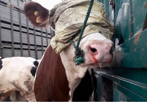 De la viande de « mauvaise qualité » importée de France