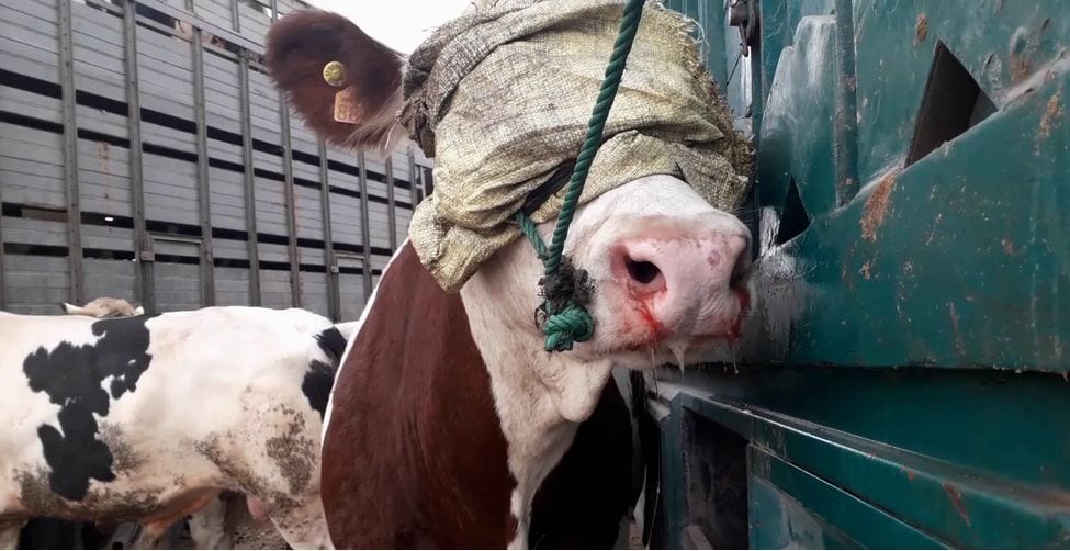 De la viande de « mauvaise qualité » importée de France