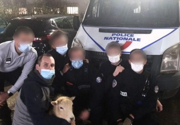 France : Arrestation d’un individu pour avoir égorgé un mouton