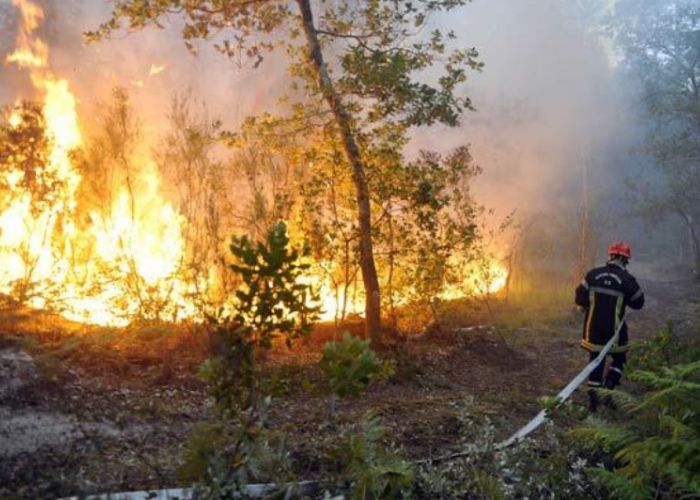 Feu de forêt à Tipaza : Arrestation de 22 individus 