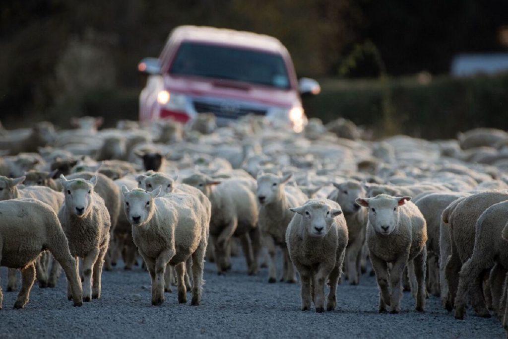 Un voleur de bétail tué et abandonné à Bouira