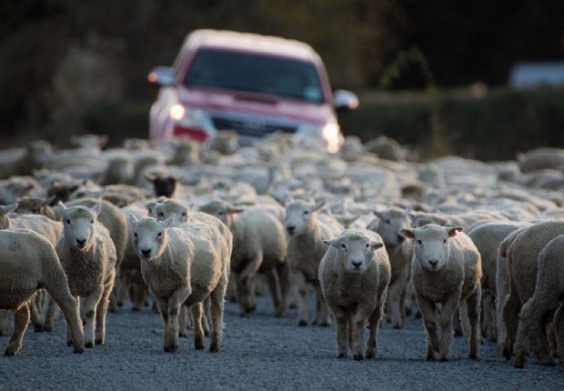 Un voleur de bétail tué et abandonné à Bouira