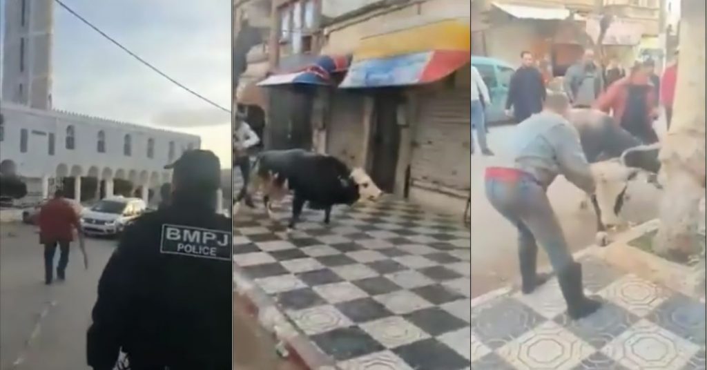 VIDEO.  Un taureau déchainé s&rsquo;échappe et provoque la panique à Skikda