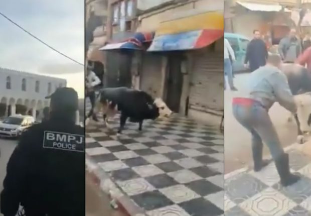 VIDEO.  Un taureau déchainé s’échappe et provoque la panique à Skikda